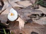 Petals and Leaves